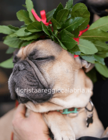 Coroncina per cagnolino o gatto
